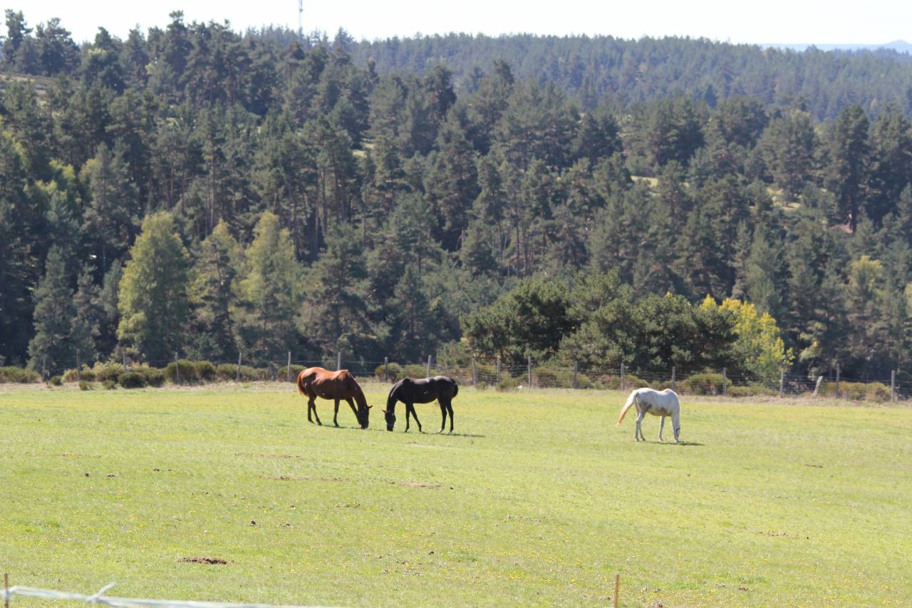 La Retraite de votre cheval en Loz&egrave;re.