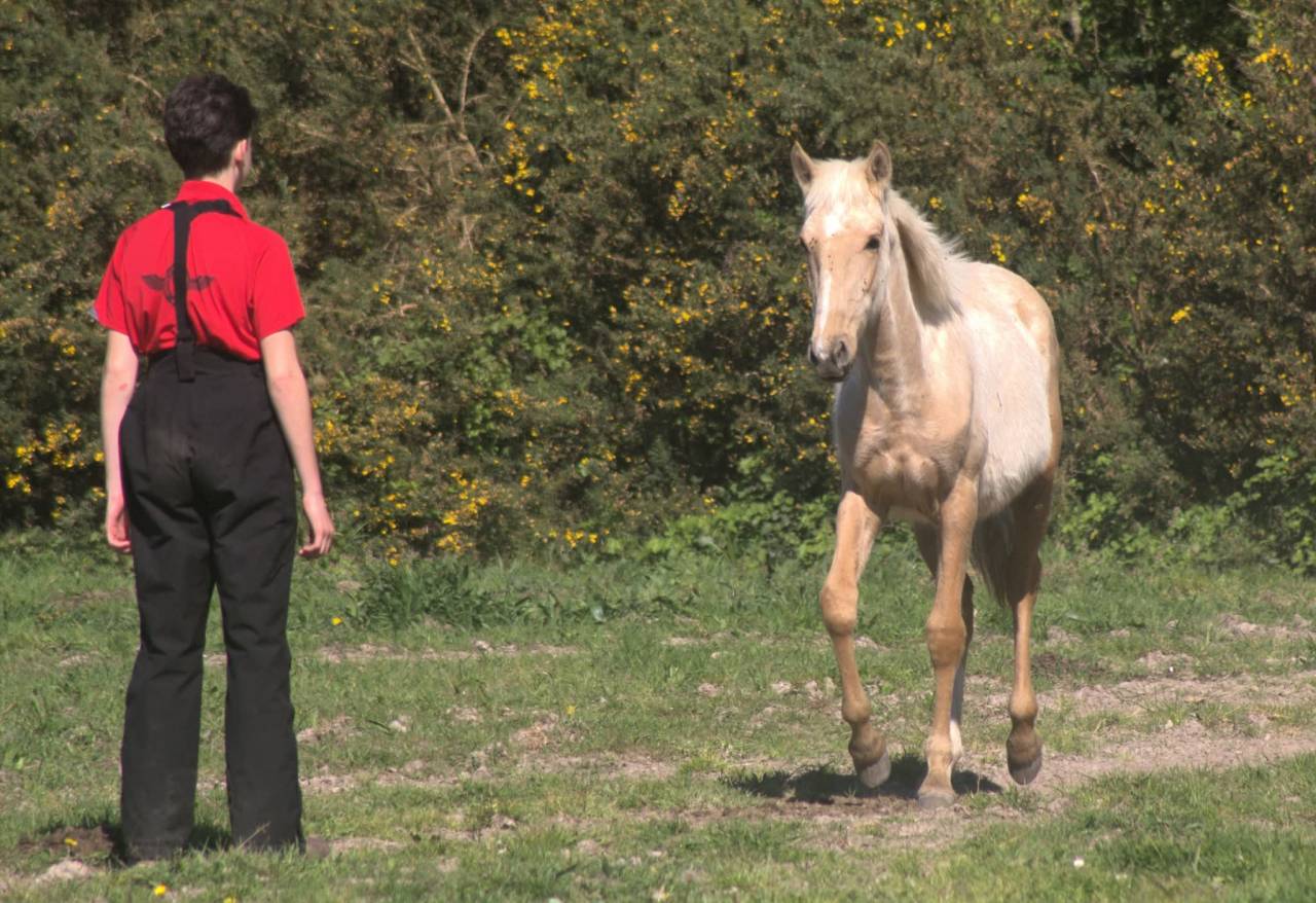 Pouliche 2025, palomino, n&eacute;es de parents lusitaniens