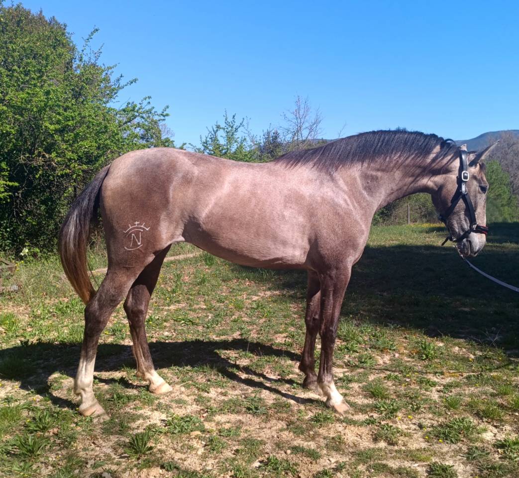 Tr&egrave;s belle et grande jument