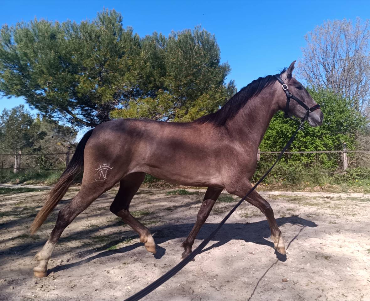 Tr&egrave;s belle et grande jument