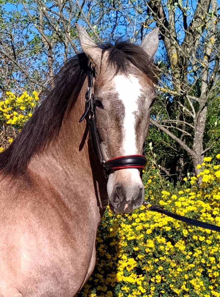 Tr&egrave;s belle et grande jument