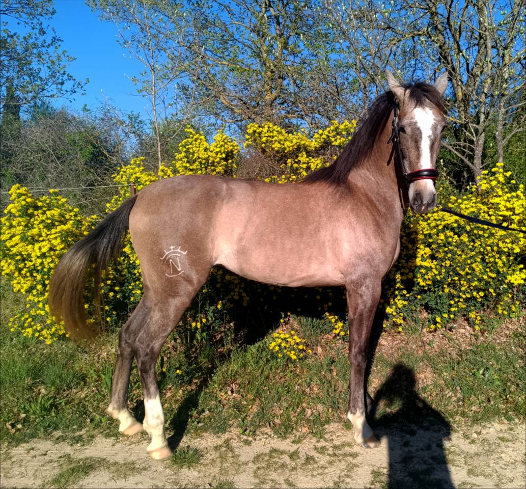 Tr&egrave;s belle et grande jument