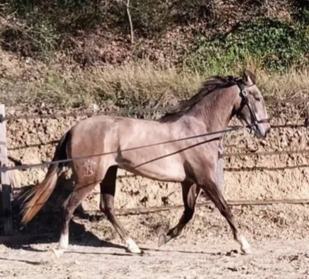 Tr&egrave;s belle et grande jument