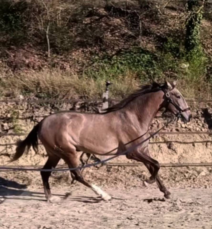 Tr&egrave;s belle et grande jument