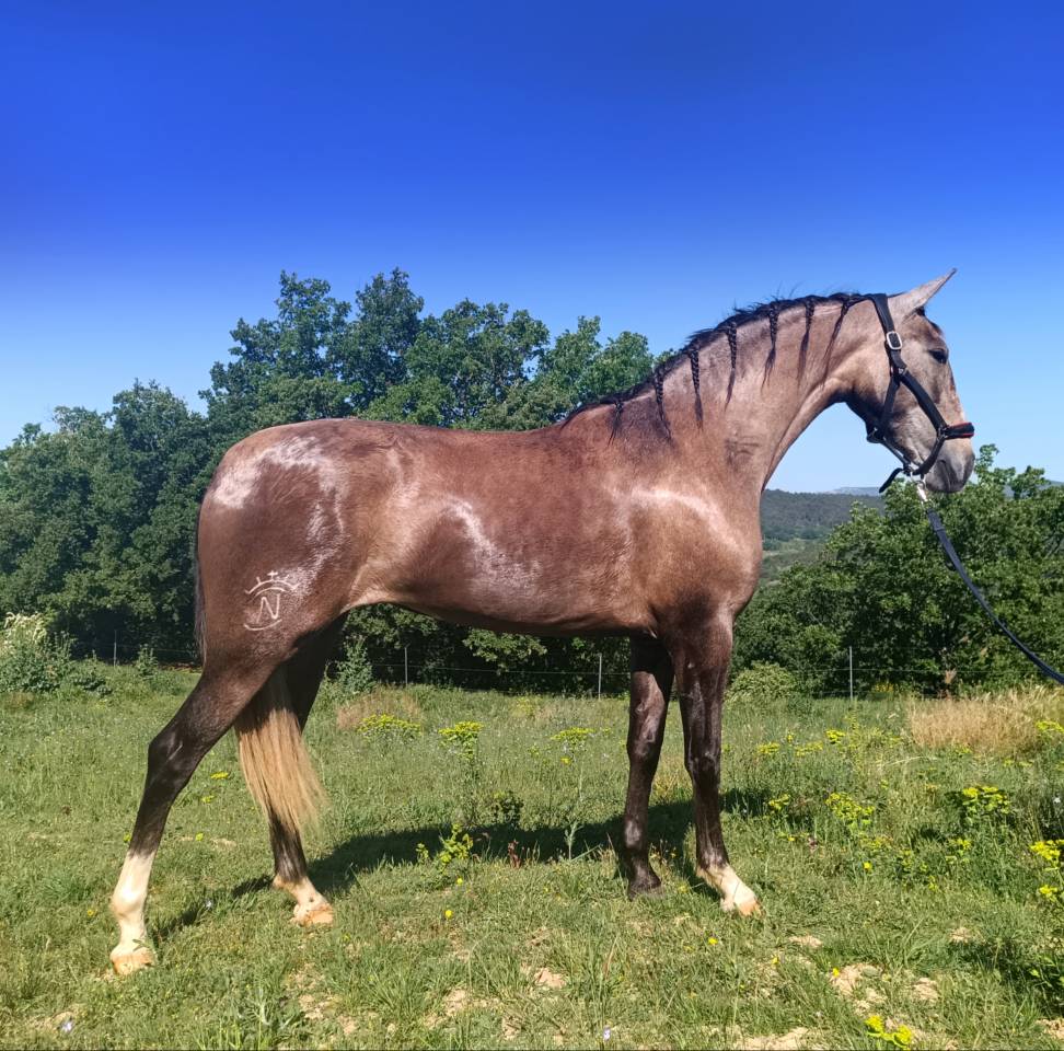 Tr&egrave;s belle jument PRE PP