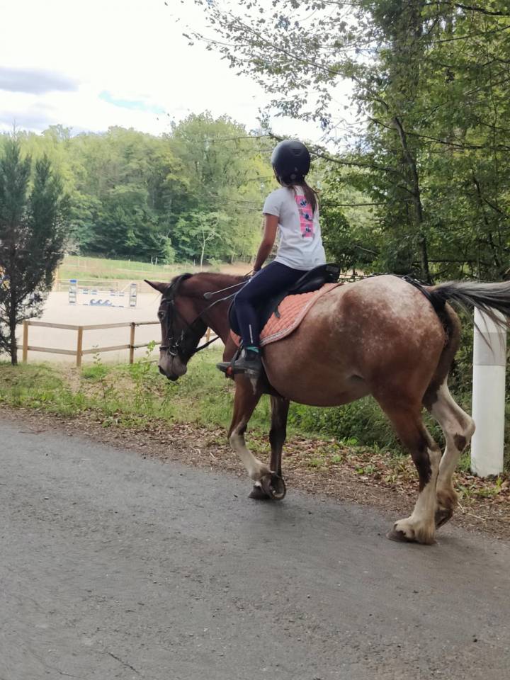 Poney type pottok 7 ans ONC