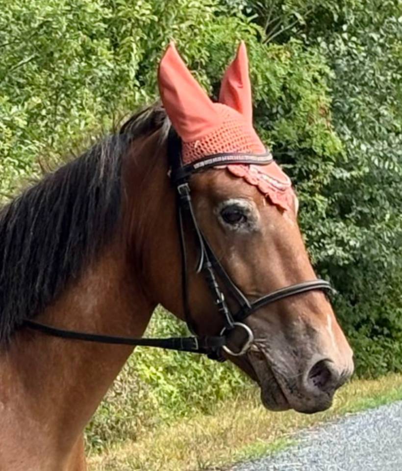 Poney type pottok 7 ans ONC