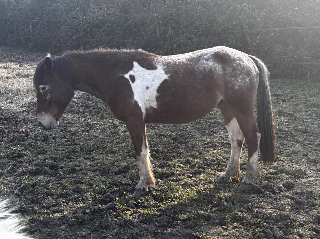 Poney type pottok 7 ans ONC