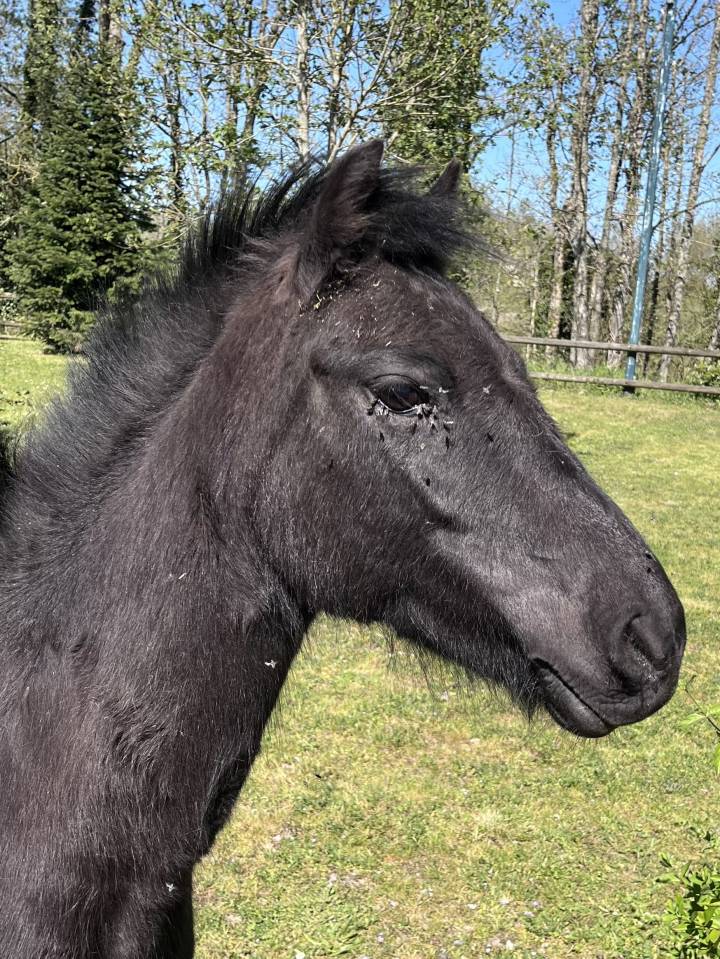 &Agrave; vendre,  ponette Dartmoor, 1m20, 9 ans.