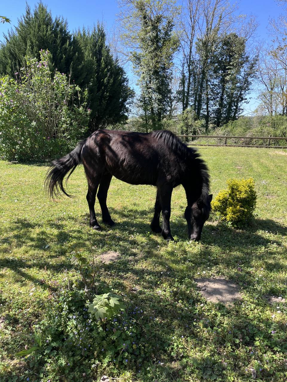 &Agrave; vendre,  ponette Dartmoor, 1m20, 9 ans.