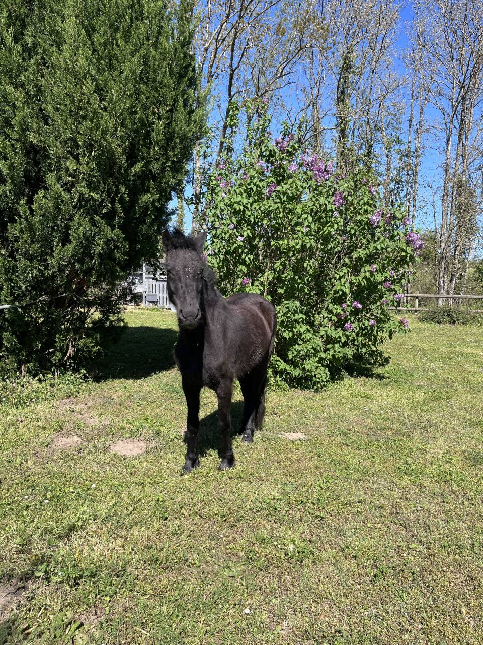 &Agrave; vendre,  ponette Dartmoor, 1m20, 9 ans.