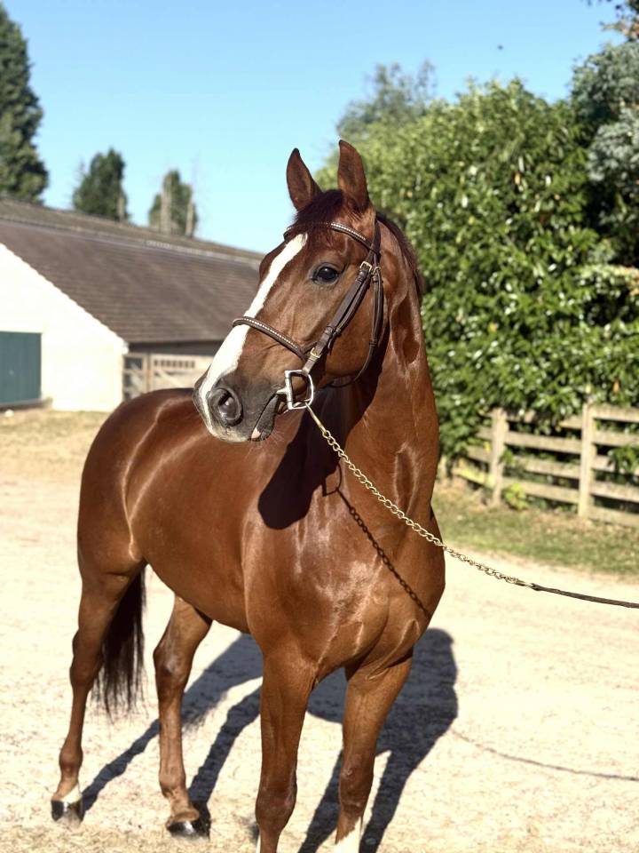 Superbe hongre de 7 ans dressage/cso