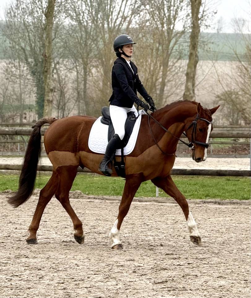 Superbe hongre de 7 ans dressage/cso
