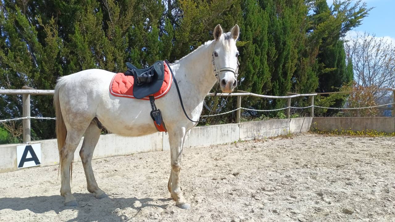 cheval Arabe Hongre de 12 ans