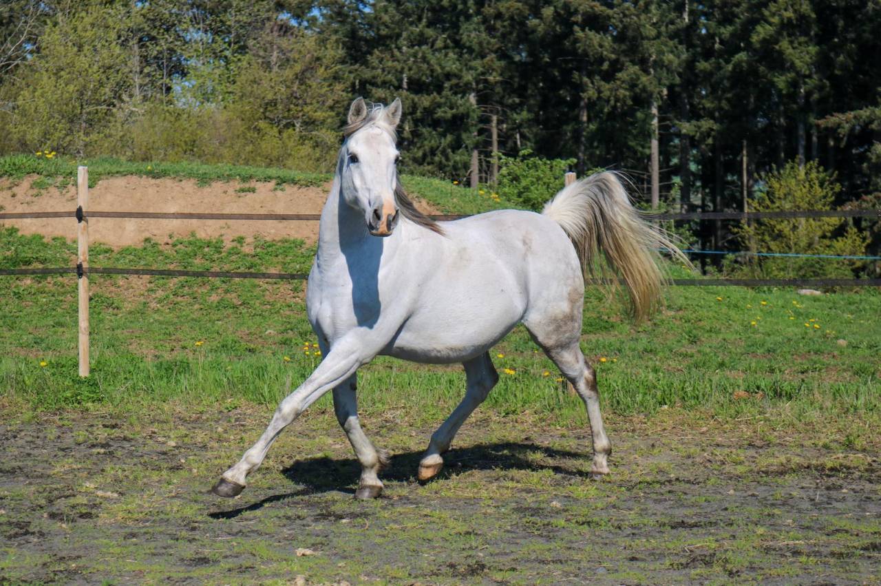 cheval Arabe Hongre de 12 ans