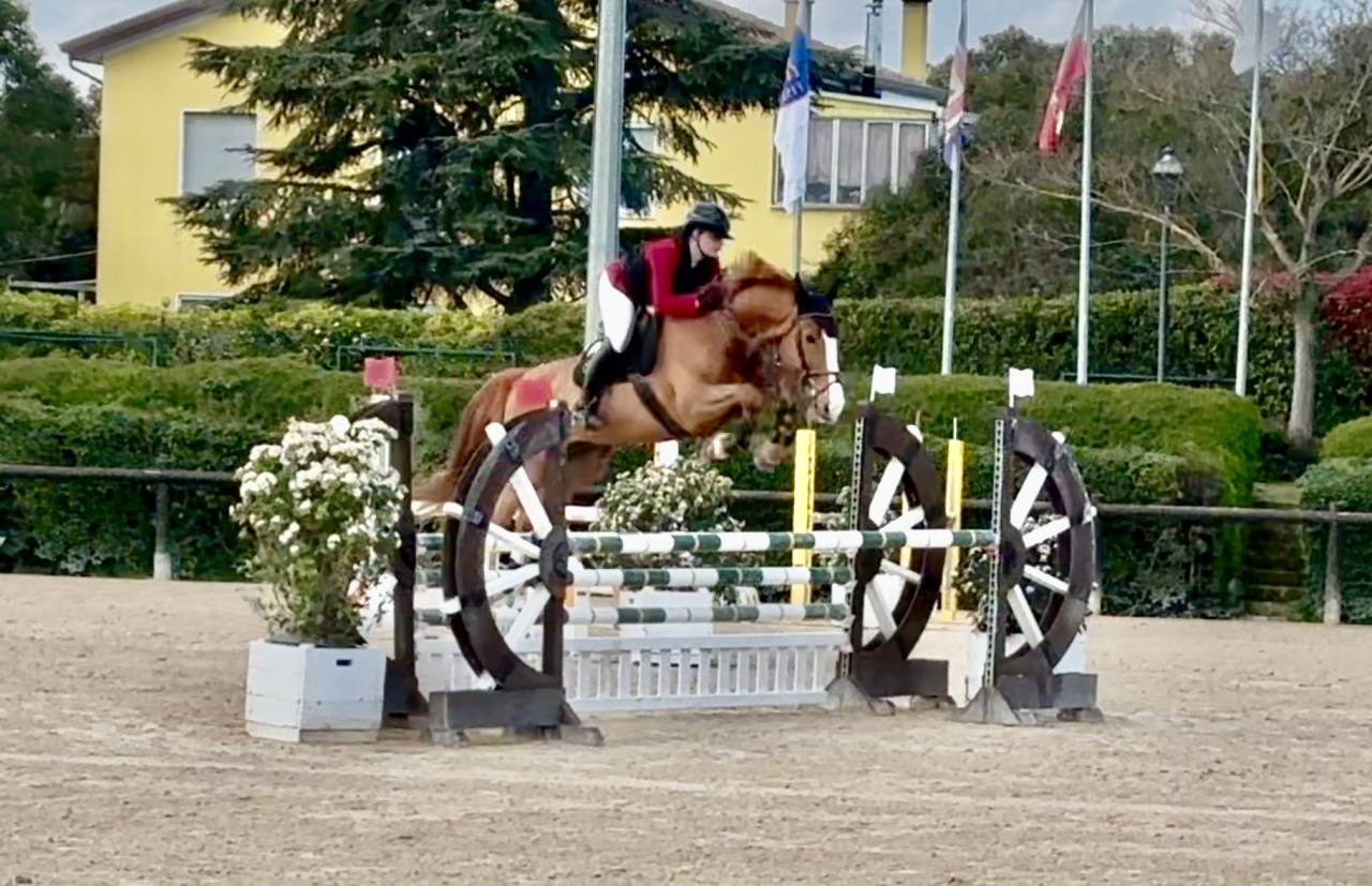 Cheval &agrave; vendre