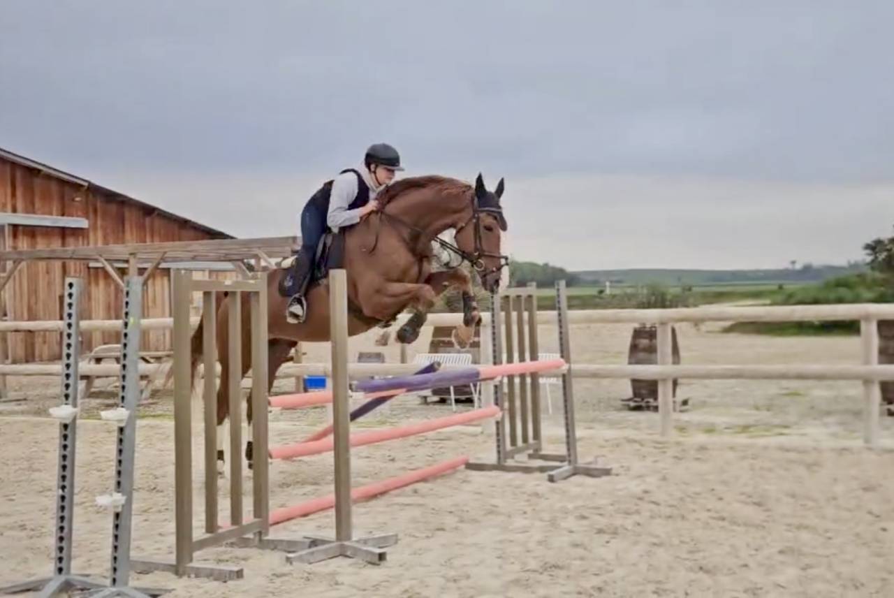 Cheval &agrave; vendre