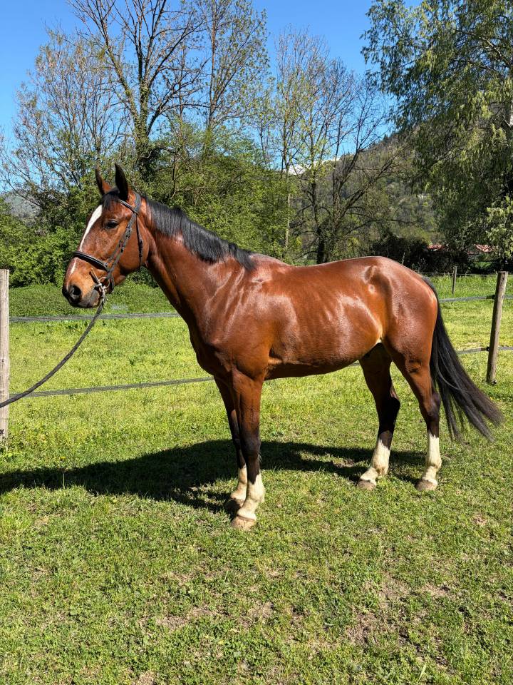 Hongre SF 4 ans, tr&egrave;s bonnes origines 