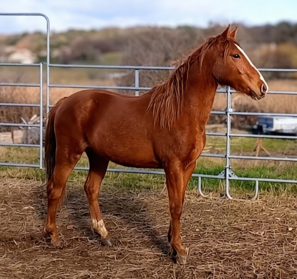 Jument 2 ans &ndash; Potentiel CSO &ndash; Poney Sport New Forest