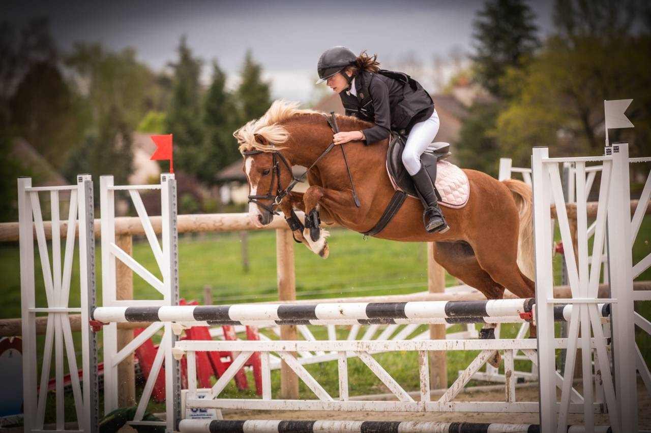 Etalon Welsh pony  - g&eacute;n&eacute;tique et performances - IPO138