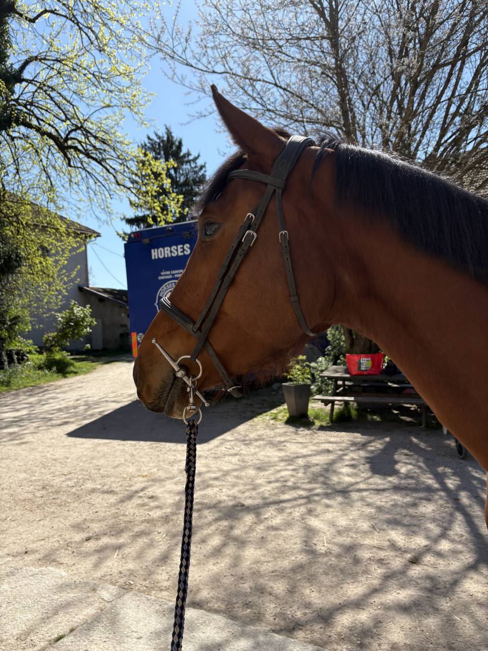 Jument 4 ans SF top origines Cso 