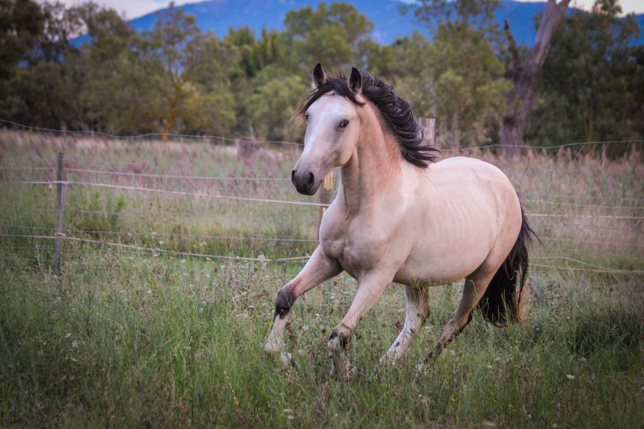 Numenor - &Eacute;talon OC