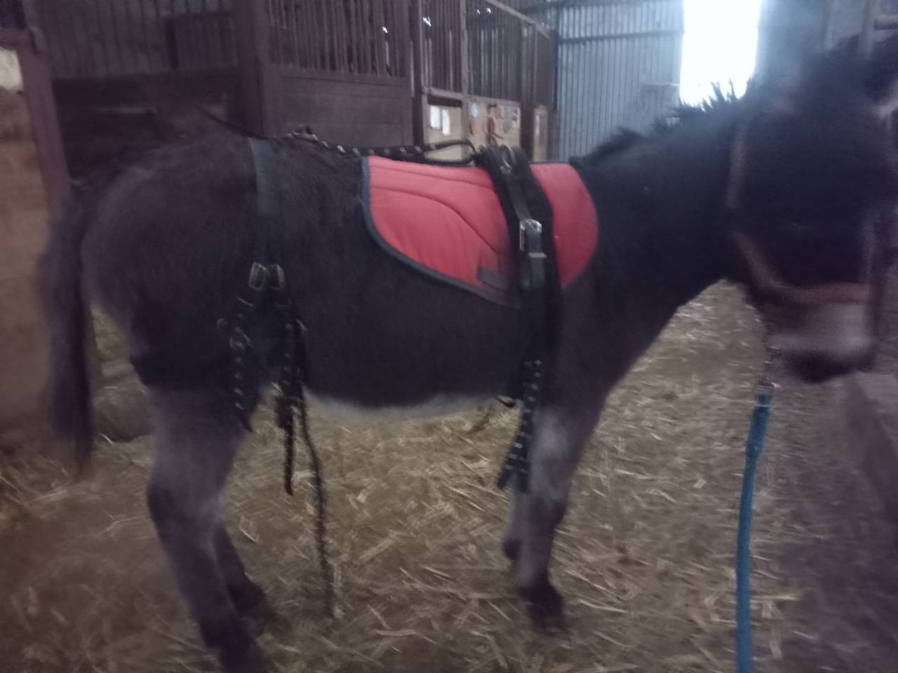 &acirc;ne type sarde