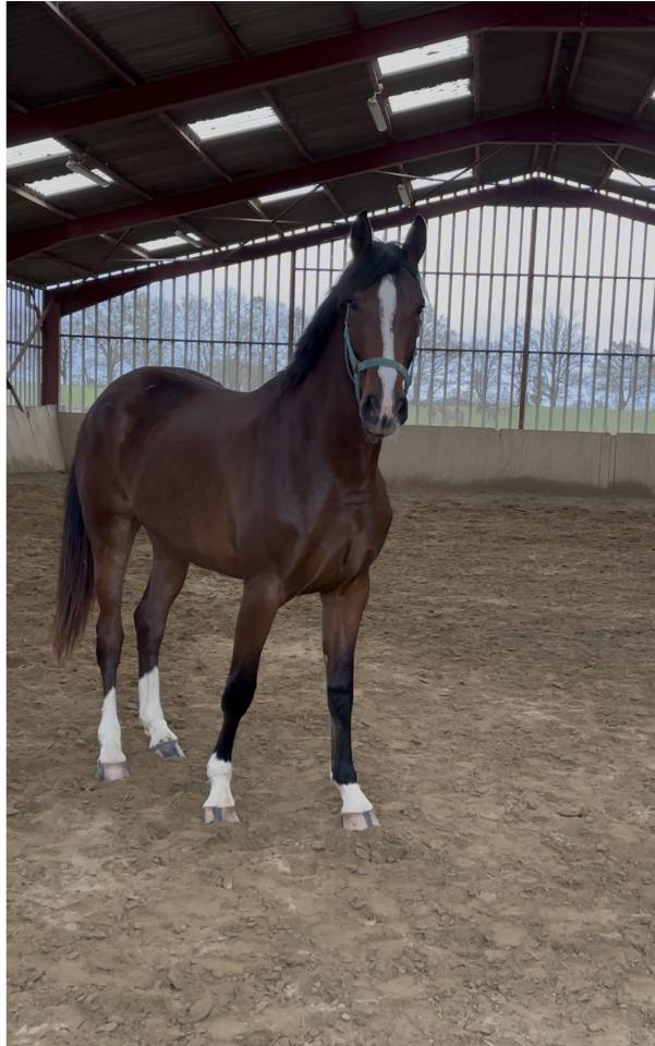 Jument 3ans Selle Fran&ccedil;ais 