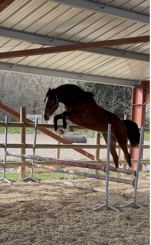 Jument 3ans Selle Fran&ccedil;ais 