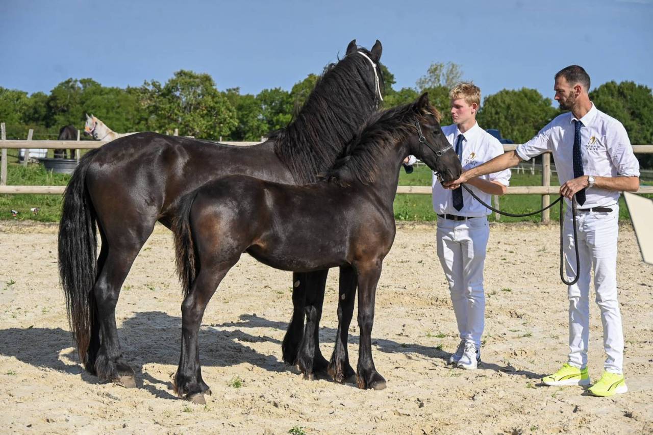 Magnifique pouliche frison de 1 an