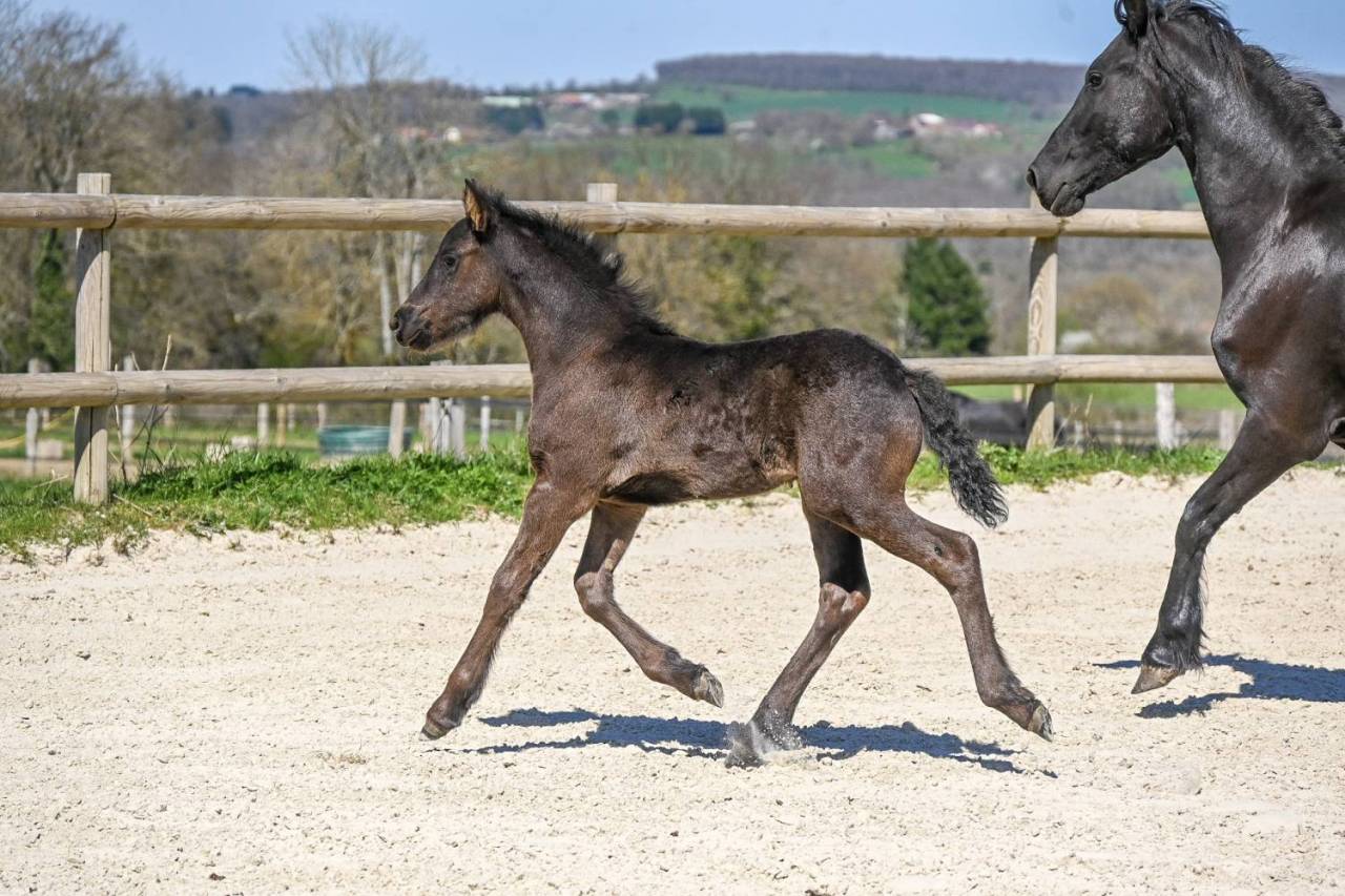 Magnifique pouliche frison de 1 an
