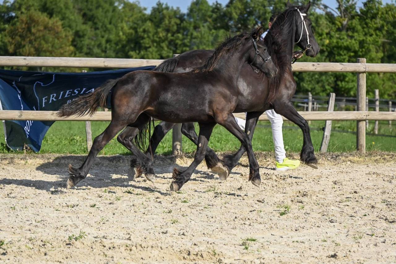 Magnifique pouliche frison de 1 an