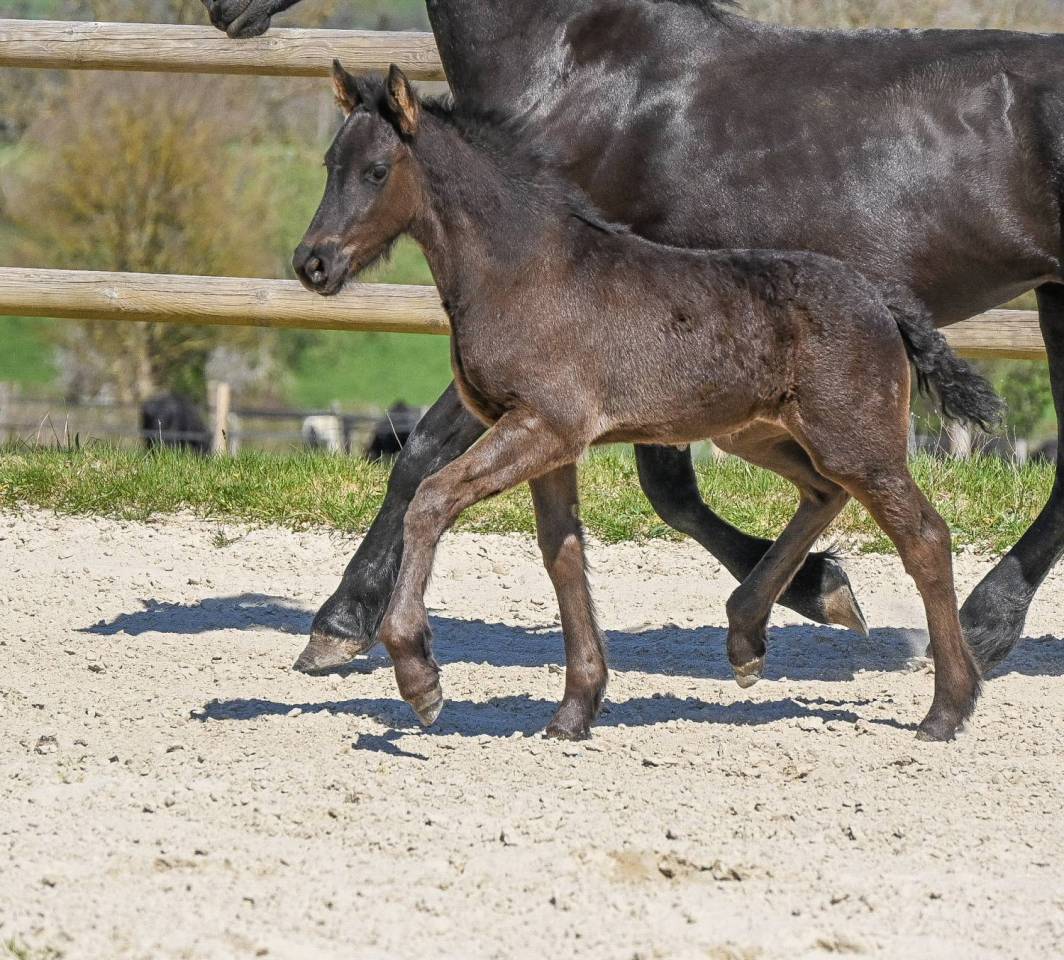 Magnifique pouliche frison de 1 an