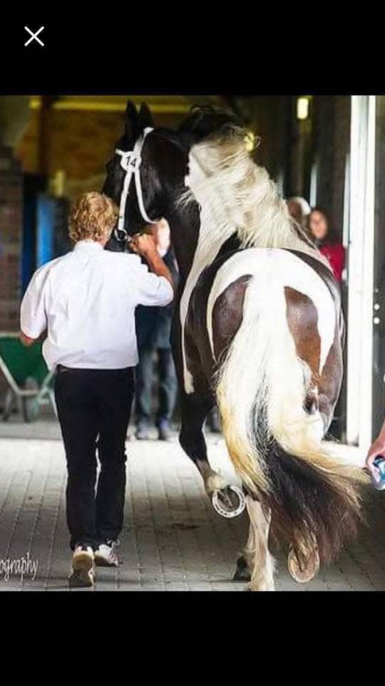 ANGEL Id&eacute;al pour d&eacute;marrer un Elevage de Barockpinto 