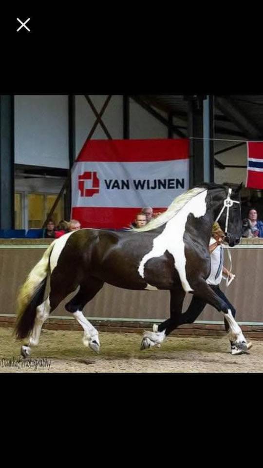 ANGEL Id&eacute;al pour d&eacute;marrer un Elevage de Barockpinto 