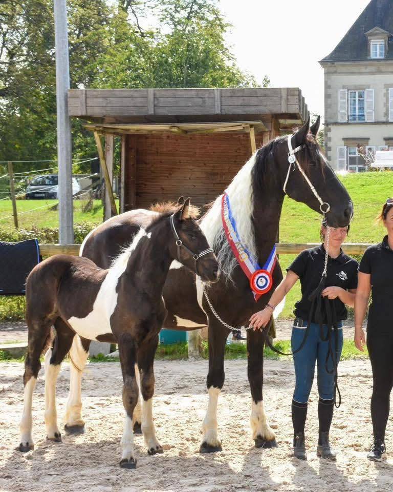 ANGEL Id&eacute;al pour d&eacute;marrer un Elevage de Barockpinto 