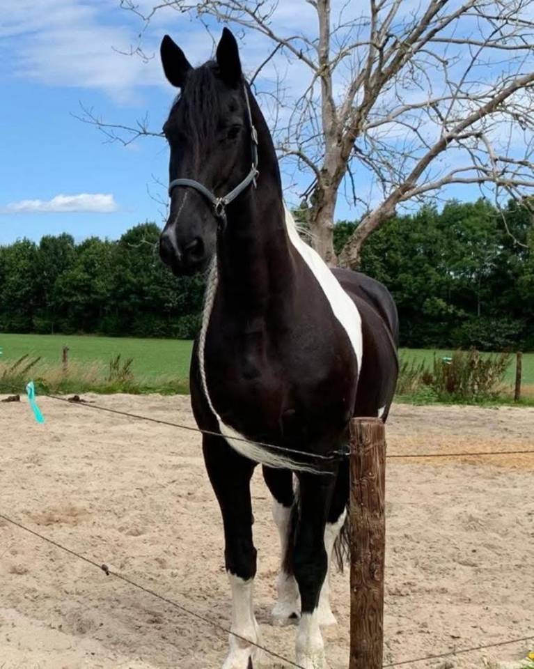 ANGEL Id&eacute;al pour d&eacute;marrer un Elevage de Barockpinto 