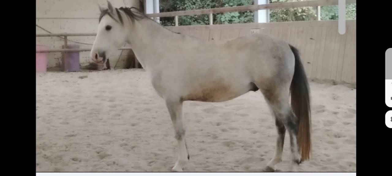 A VENDRE ETALON CONNEMARA