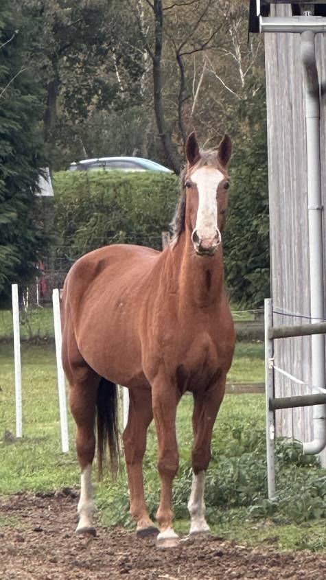 Hongre selle fran&ccedil;ais 
