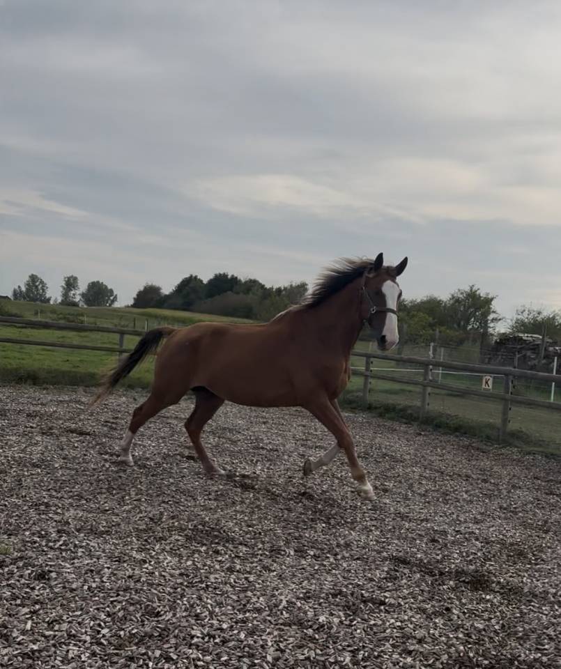 Hongre selle fran&ccedil;ais 