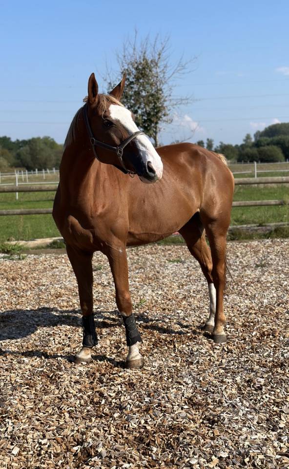 Hongre selle fran&ccedil;ais 