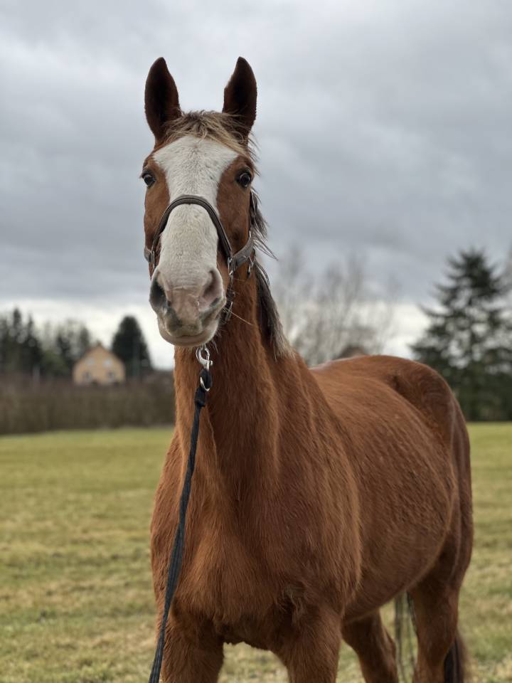 Hongre selle fran&ccedil;ais 