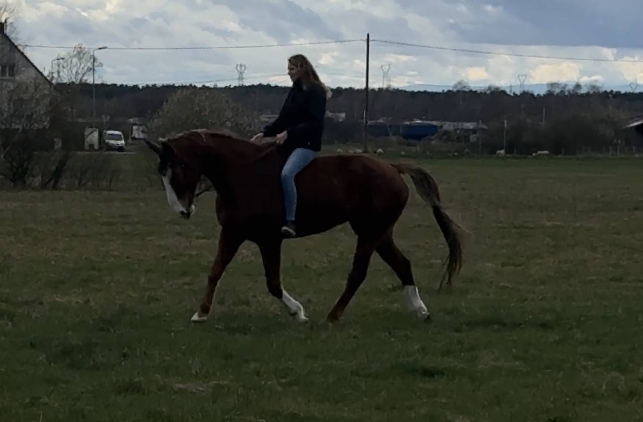 Hongre selle fran&ccedil;ais 