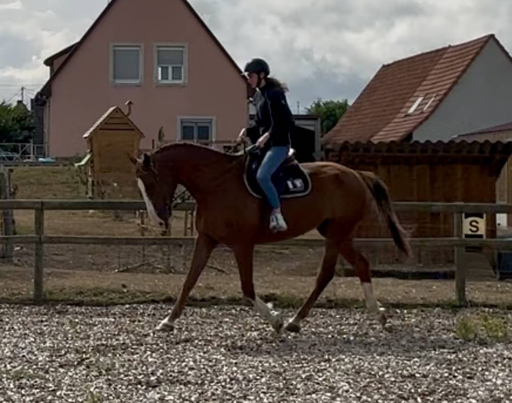 Hongre selle fran&ccedil;ais 