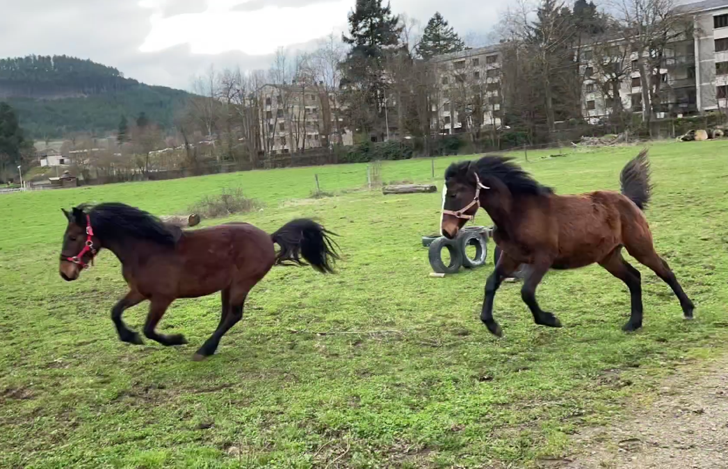 POULAIN CONNEMARA 2 ANS mod&egrave;le sport