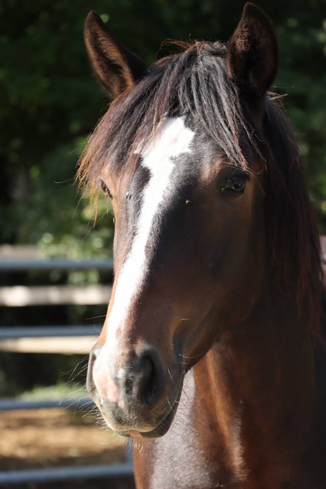 POULAIN CONNEMARA 2 ANS mod&egrave;le sport