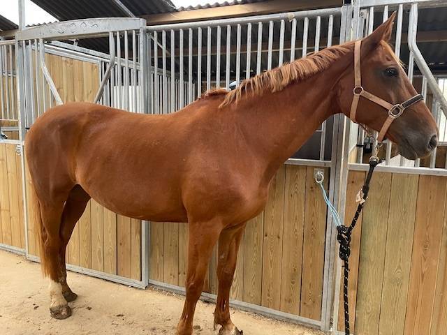 JUMENT 2006 POUR LOISIR ou reproduction