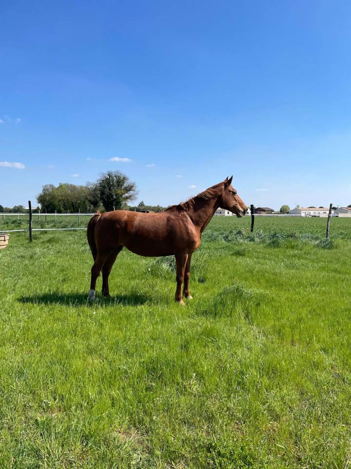 JUMENT 2006 POUR LOISIR ou reproduction