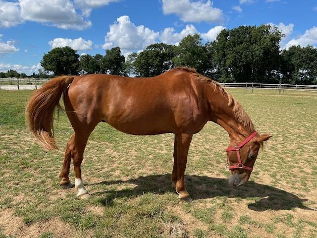 JUMENT 2006 POUR LOISIR ou reproduction