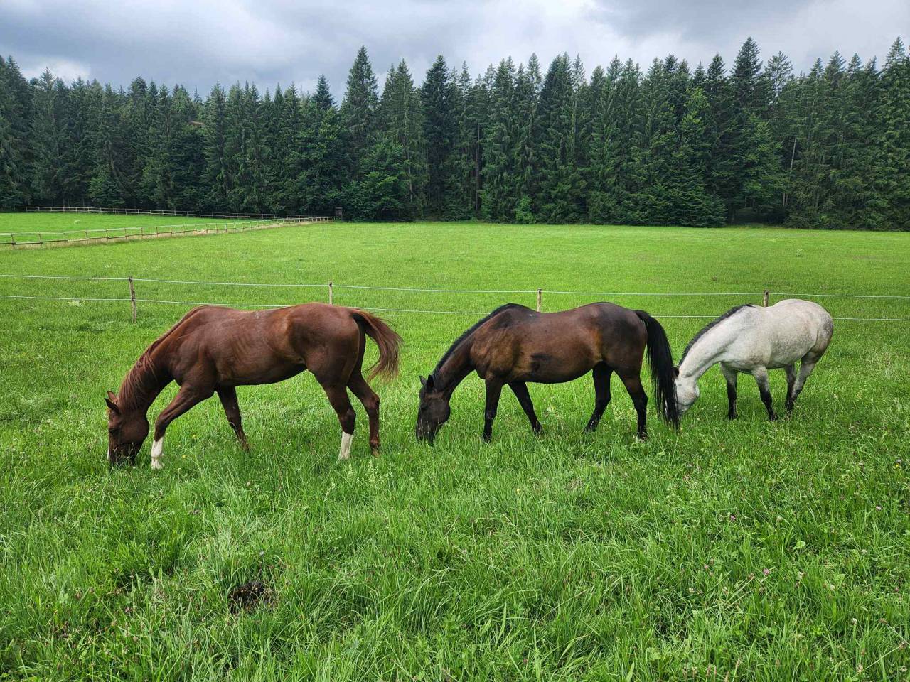 Demi-pension pour travail en exterieur et sur le plat